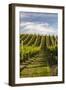 Vineyards Along Delta Lake Heights Road, Renwick, Near Blenheim-Stuart Black-Framed Photographic Print