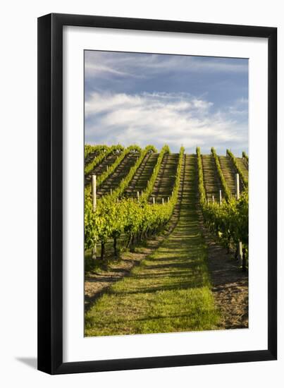 Vineyards Along Delta Lake Heights Road, Renwick, Near Blenheim-Stuart Black-Framed Photographic Print