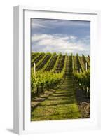 Vineyards Along Delta Lake Heights Road, Renwick, Near Blenheim-Stuart Black-Framed Photographic Print