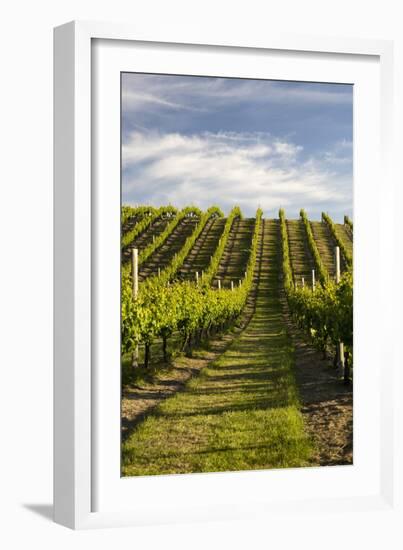 Vineyards Along Delta Lake Heights Road, Renwick, Near Blenheim-Stuart Black-Framed Photographic Print