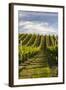 Vineyards Along Delta Lake Heights Road, Renwick, Near Blenheim-Stuart Black-Framed Photographic Print