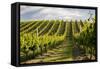 Vineyards Along Delta Lake Heights Road, Renwick, Near Blenheim-Stuart Black-Framed Stretched Canvas