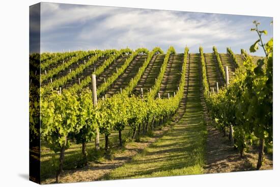 Vineyards Along Delta Lake Heights Road, Renwick, Near Blenheim-Stuart Black-Stretched Canvas