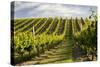 Vineyards Along Delta Lake Heights Road, Renwick, Near Blenheim-Stuart Black-Stretched Canvas