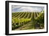 Vineyards Along Delta Lake Heights Road, Renwick, Near Blenheim-Stuart Black-Framed Photographic Print