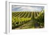 Vineyards Along Delta Lake Heights Road, Renwick, Near Blenheim-Stuart Black-Framed Photographic Print