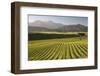 Vineyards Along Delta Lake Heights Road, Renwick, Near Blenheim-Stuart Black-Framed Photographic Print