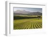 Vineyards Along Delta Lake Heights Road, Renwick, Near Blenheim-Stuart Black-Framed Photographic Print