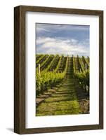 Vineyards Along Delta Lake Heights Road, Renwick, Near Blenheim-Stuart Black-Framed Photographic Print