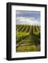 Vineyards Along Delta Lake Heights Road, Renwick, Near Blenheim-Stuart Black-Framed Photographic Print