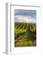 Vineyards Along Delta Lake Heights Road, Renwick, Near Blenheim-Stuart Black-Framed Photographic Print