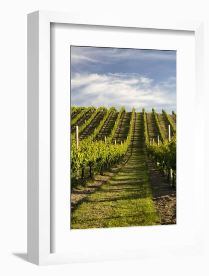Vineyards Along Delta Lake Heights Road, Renwick, Near Blenheim-Stuart Black-Framed Photographic Print