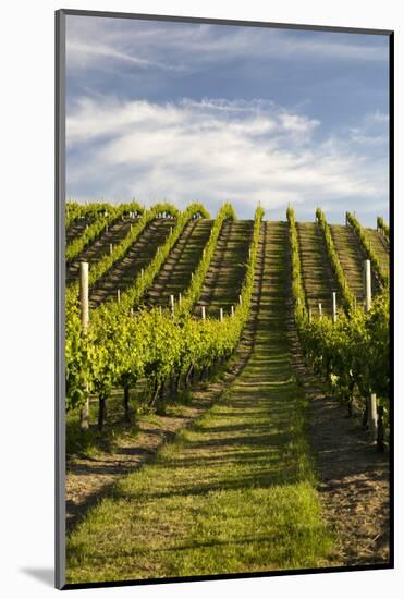 Vineyards Along Delta Lake Heights Road, Renwick, Near Blenheim-Stuart Black-Mounted Photographic Print