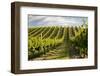 Vineyards Along Delta Lake Heights Road, Renwick, Near Blenheim-Stuart Black-Framed Photographic Print