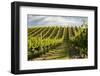 Vineyards Along Delta Lake Heights Road, Renwick, Near Blenheim-Stuart Black-Framed Photographic Print