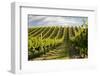 Vineyards Along Delta Lake Heights Road, Renwick, Near Blenheim-Stuart Black-Framed Photographic Print