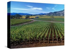 Vineyards along the Silverado Trail, Miner Family Winery, Oakville, Napa Valley, California-Karen Muschenetz-Stretched Canvas