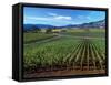 Vineyards along the Silverado Trail, Miner Family Winery, Oakville, Napa Valley, California-Karen Muschenetz-Framed Stretched Canvas