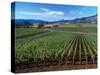 Vineyards along the Silverado Trail, Miner Family Winery, Oakville, Napa Valley, California-Karen Muschenetz-Stretched Canvas