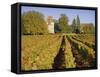 Vineyards, Aloxe Corton, Cote d'Or, Burgundy, France, Europe-John Miller-Framed Stretched Canvas
