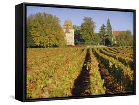 Vineyards, Aloxe Corton, Cote d'Or, Burgundy, France, Europe-John Miller-Framed Stretched Canvas