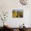 Vineyards, Aloxe Corton, Cote d'Or, Burgundy, France, Europe-John Miller-Stretched Canvas displayed on a wall