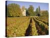 Vineyards, Aloxe Corton, Cote d'Or, Burgundy, France, Europe-John Miller-Stretched Canvas