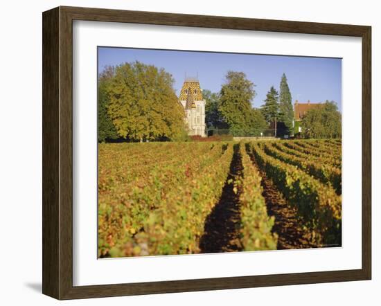 Vineyards, Aloxe Corton, Cote d'Or, Burgundy, France, Europe-John Miller-Framed Photographic Print