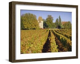 Vineyards, Aloxe Corton, Cote d'Or, Burgundy, France, Europe-John Miller-Framed Photographic Print