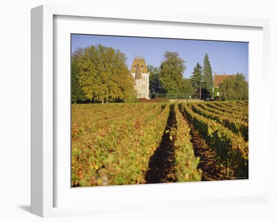 Vineyards, Aloxe Corton, Cote d'Or, Burgundy, France, Europe-John Miller-Framed Photographic Print