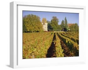 Vineyards, Aloxe Corton, Cote d'Or, Burgundy, France, Europe-John Miller-Framed Photographic Print