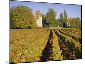 Vineyards, Aloxe Corton, Cote d'Or, Burgundy, France, Europe-John Miller-Mounted Photographic Print