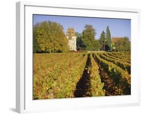 Vineyards, Aloxe Corton, Cote d'Or, Burgundy, France, Europe-John Miller-Framed Photographic Print