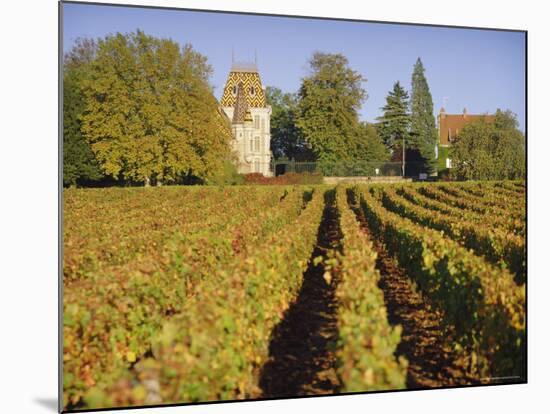 Vineyards, Aloxe Corton, Cote d'Or, Burgundy, France, Europe-John Miller-Mounted Photographic Print