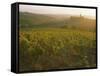 Vineyards and Ancient Monastery, Badia a Passignano, Greve, Chianti Classico, Tuscany, Italy-Michael Newton-Framed Stretched Canvas