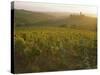 Vineyards and Ancient Monastery, Badia a Passignano, Greve, Chianti Classico, Tuscany, Italy-Michael Newton-Stretched Canvas