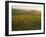 Vineyards and Ancient Monastery, Badia a Passignano, Greve, Chianti Classico, Tuscany, Italy-Michael Newton-Framed Photographic Print