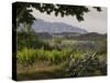 Vineyards and Cactus with Montserrat Mountain, Catalunya, Spain-Janis Miglavs-Stretched Canvas