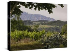 Vineyards and Cactus with Montserrat Mountain, Catalunya, Spain-Janis Miglavs-Stretched Canvas
