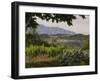 Vineyards and Cactus with Montserrat Mountain, Catalunya, Spain-Janis Miglavs-Framed Photographic Print