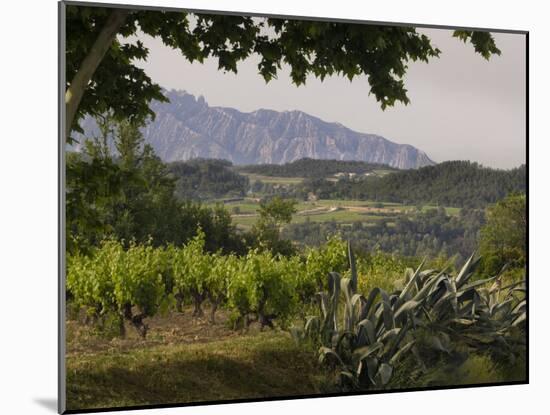 Vineyards and Cactus with Montserrat Mountain, Catalunya, Spain-Janis Miglavs-Mounted Photographic Print