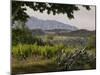 Vineyards and Cactus with Montserrat Mountain, Catalunya, Spain-Janis Miglavs-Mounted Photographic Print