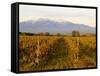 Vineyards and Canigou Mountain, Languedoc Roussillon, France, Europe-null-Framed Stretched Canvas
