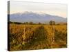 Vineyards and Canigou Mountain, Languedoc Roussillon, France, Europe-null-Stretched Canvas