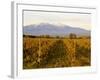 Vineyards and Canigou Mountain, Languedoc Roussillon, France, Europe-null-Framed Photographic Print