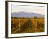 Vineyards and Canigou Mountain, Languedoc Roussillon, France, Europe-null-Framed Photographic Print