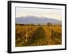 Vineyards and Canigou Mountain, Languedoc Roussillon, France, Europe-null-Framed Photographic Print