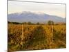 Vineyards and Canigou Mountain, Languedoc Roussillon, France, Europe-null-Mounted Photographic Print