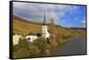 Vineyards and church near Piesport, Moselle Valley, Rhineland-Palatinate, Germany, Europe-Hans-Peter Merten-Framed Stretched Canvas