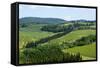 Vineyards and Cypress Trees, Chianti Region, Tuscany, Italy, Europe-Peter Groenendijk-Framed Stretched Canvas